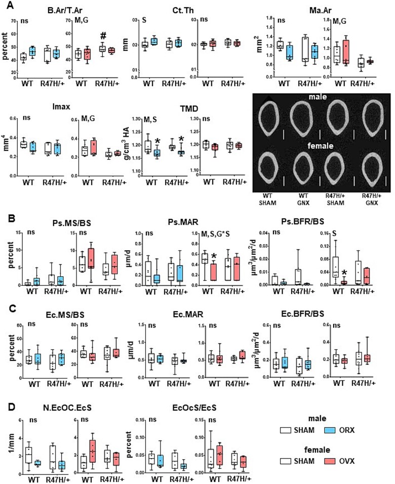 Sex hormone deficiency in male and female mice expressing the Alzheimer's disease-associated risk-factor TREM2 R47H variant impacts the musculoskeletal system in a sex- and genotype-dependent manner.
