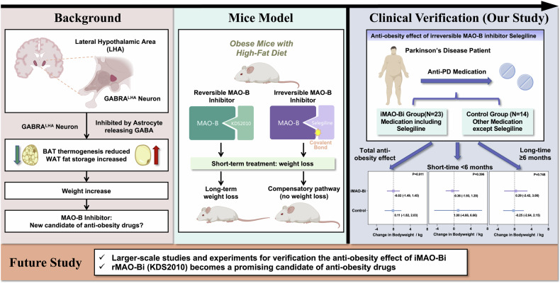 Anti-obesity effect of irreversible MAO-B inhibitors in patients with Parkinson's disease.