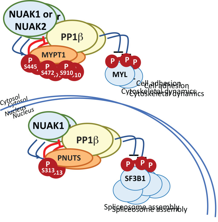NUAK: never underestimate a kinase.