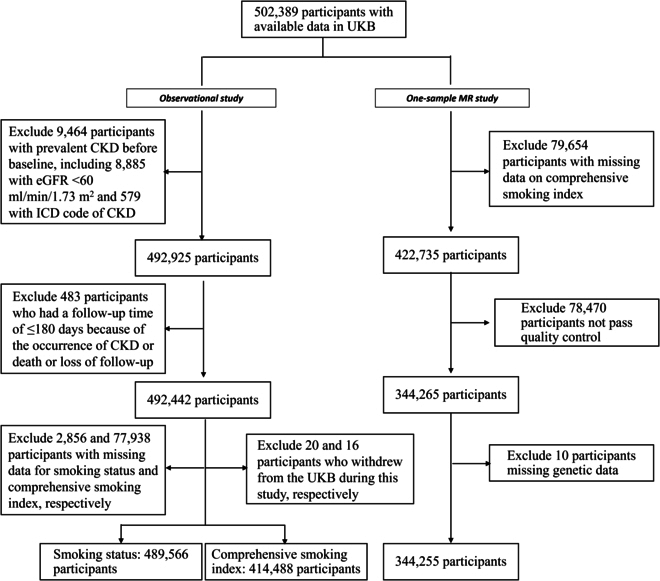 Association of Smoking with Chronic Kidney Disease Stages 3 to 5: A Mendelian Randomization Study.