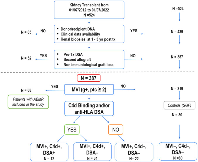 <i>MICA</i> and <i>NKG2D</i> gene polymorphisms influence graft survival, and response to therapy in kidney transplantation.