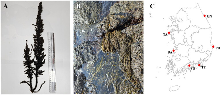 Diversity and Community Structure of Endophytic Fungi Isolated from the Brown Seaweed <i>Sargassum thunbergii</i> in Coastal Regions of Korea.