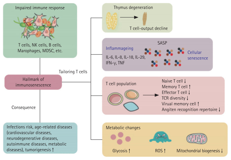 Kidney transplantation in the elderly.