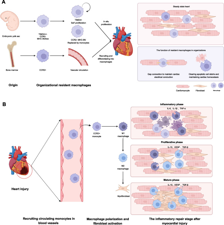 Engineered macrophages: an "Intelligent Repair" cellular machine for heart injury.