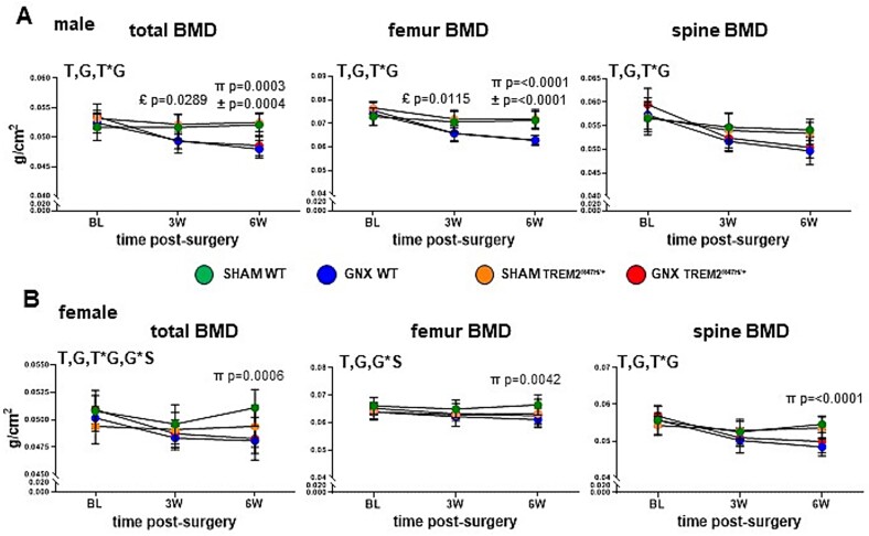 Sex hormone deficiency in male and female mice expressing the Alzheimer's disease-associated risk-factor TREM2 R47H variant impacts the musculoskeletal system in a sex- and genotype-dependent manner.