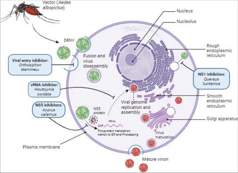 Exploring plant-based dengue therapeutics: from laboratory to clinic.