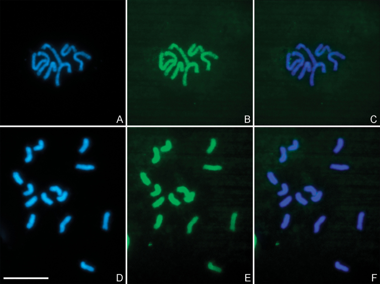 ﻿Chromosomes of <i>Pseudapantelesdignus</i> (Muesebeck, 1938) and a review of known karyotypes of the subfamily Microgastrinae (Hymenoptera, Braconidae).