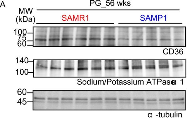 Correction: Age-related alteration of the involvement of CD36 for salivary secretion from the parotid gland in mice.