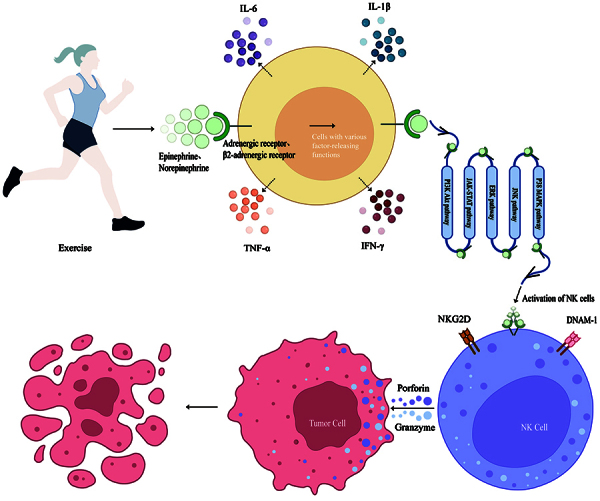 Exercise: a non-drug strategy of NK cell activation.