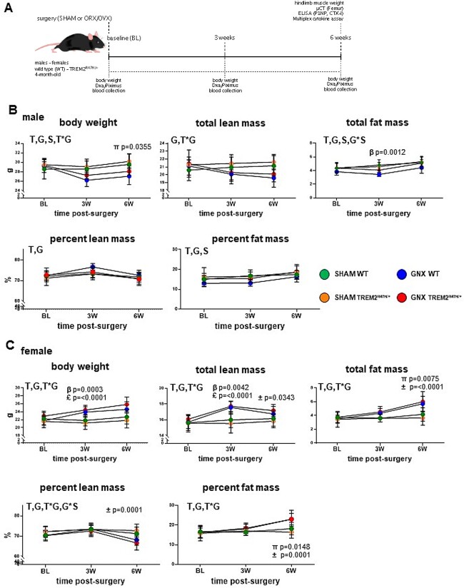 Sex hormone deficiency in male and female mice expressing the Alzheimer's disease-associated risk-factor TREM2 R47H variant impacts the musculoskeletal system in a sex- and genotype-dependent manner.