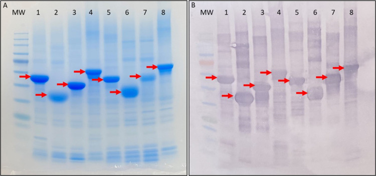 Engineered Recombinant Hagfish Intermediate Filament Proteins: Unraveling Domain Roles in Synthetic Fiber Formation and Mechanics.