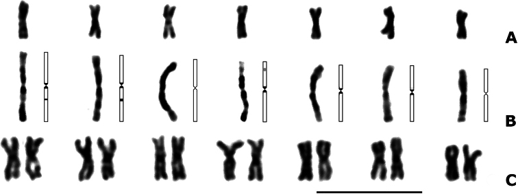 ﻿Chromosomes of <i>Pseudapantelesdignus</i> (Muesebeck, 1938) and a review of known karyotypes of the subfamily Microgastrinae (Hymenoptera, Braconidae).