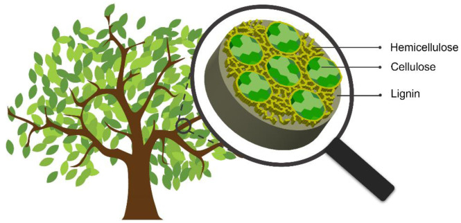 Biodecomposition with <i>Phanerochaete chrysosporium</i>: A review.