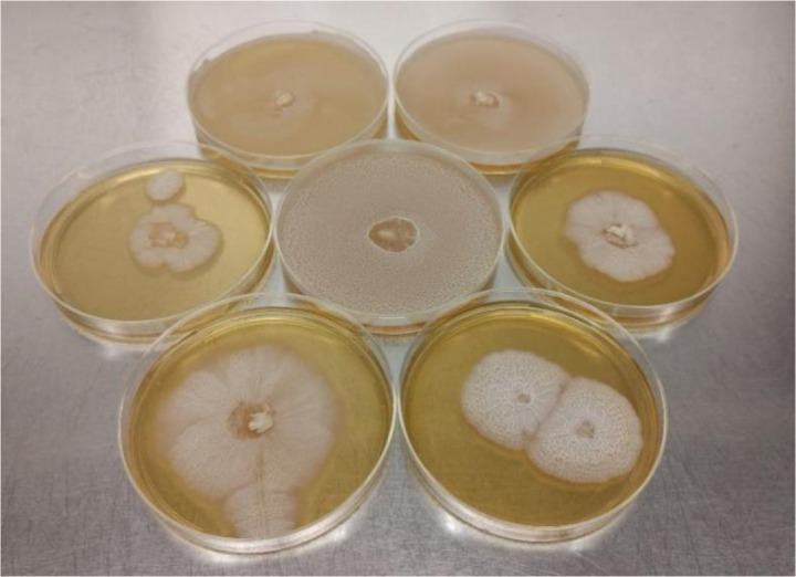 Biodecomposition with <i>Phanerochaete chrysosporium</i>: A review.