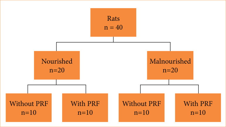 Results of the use of human platelet-rich fibrin membrane applied on colorrhaphy in nourished and malnourished rats.