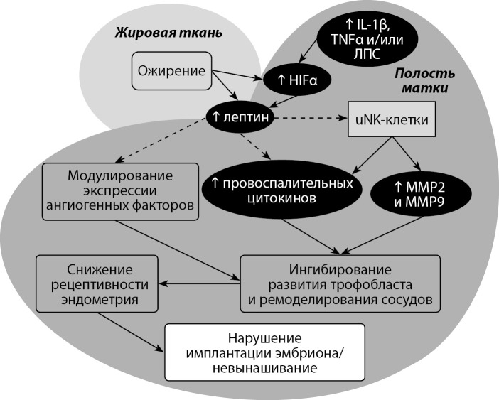 [The role of leptin in endometrium disorders: literature review].