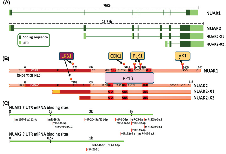 NUAK: never underestimate a kinase.