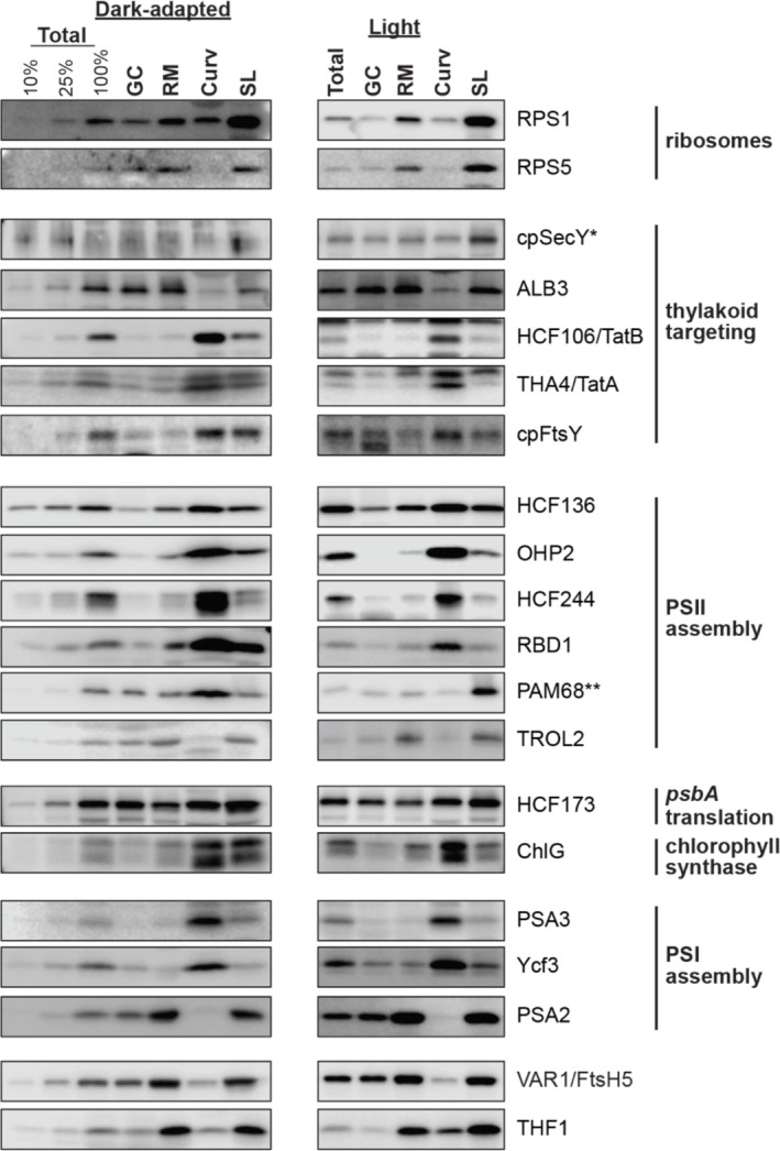 Localization of proteins involved in the biogenesis and repair of the photosynthetic apparatus to thylakoid subdomains in <i>Arabidopsis</i>.