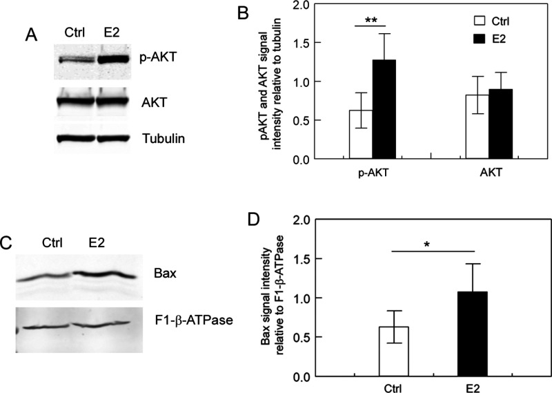 Proteomic Analysis Reveals Major Proteins and Pathways That Mediate the Effect of 17-β-Estradiol in Cell Division and Apoptosis in Breast Cancer MCF7 Cells.