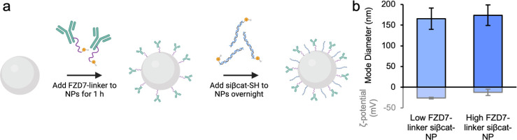 Conjugation of Antibodies and siRNA Duplexes to Polymer Nanoparticles via Maleimide-Thiol Chemistry.
