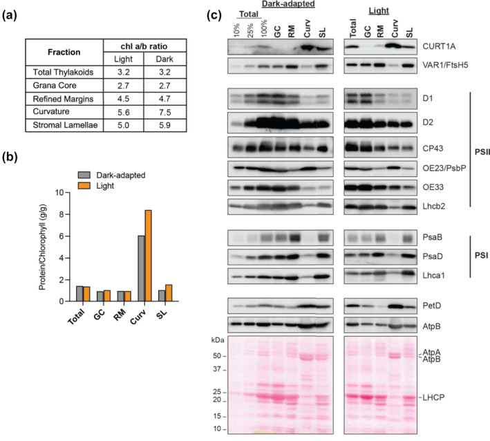 Localization of proteins involved in the biogenesis and repair of the photosynthetic apparatus to thylakoid subdomains in <i>Arabidopsis</i>.