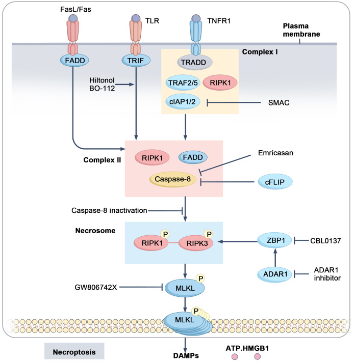Interactions between tumor-associated macrophages and regulated cell death: therapeutic implications in immuno-oncology.