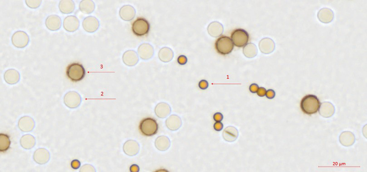 Comparing the Sensitivity of HER2 Epitope Detection of HercepTest mAb pharmDx (Dako Omnis, GE001) and Ventana PATHWAY Anti-HER-2/neu (4B5) Using IHC Calibrators.