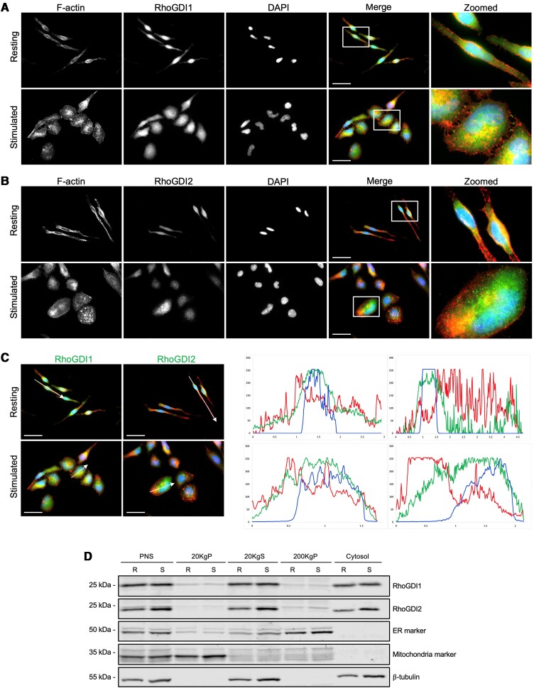 RhoGDI in RBL-2H3 cells acts as a negative regulator of Rho GTPase signaling to inhibit granule exocytosis.