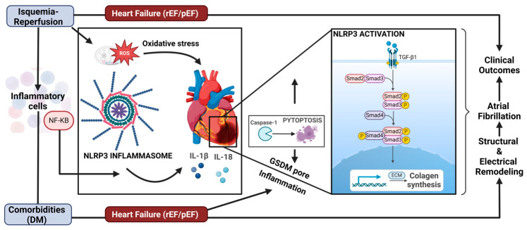 Role of NLRP3 Inflammasome in Heart Failure Patients Undergoing Cardiac Surgery as a Potential Determinant of Postoperative Atrial Fibrillation and Remodeling: Is SGLT2 Cotransporter Inhibition an Alternative for Cardioprotection?