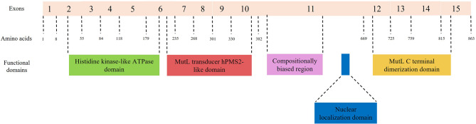 In silico splicing analysis of the PMS2 gene: exploring alternative molecular mechanisms in PMS2-associated Lynch syndrome.