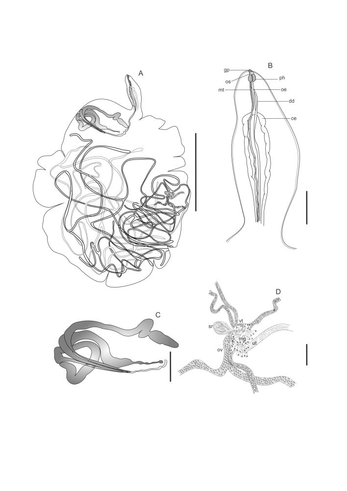 Abstract Image