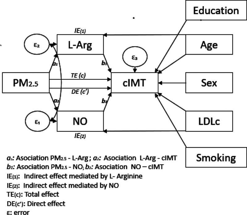Fine particulate matter and intima media thickness: Role of endothelial function biomarkers.