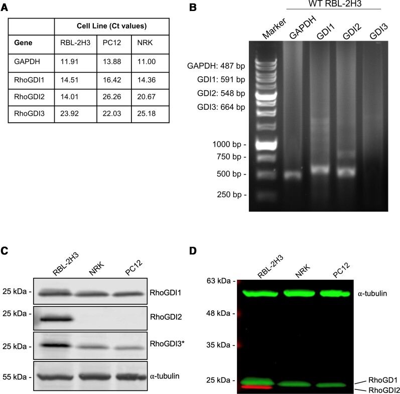 RhoGDI in RBL-2H3 cells acts as a negative regulator of Rho GTPase signaling to inhibit granule exocytosis.