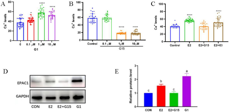 Estrogen Regulates Ca<sup>2+</sup> to Promote Mitochondrial Function Through G-Protein-Coupled Estrogen Receptors During Oocyte Maturation.
