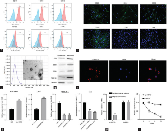Adipose-derived stem cells exosomal circHIPK3 protects ovarian function by regulating MAPK signaling.