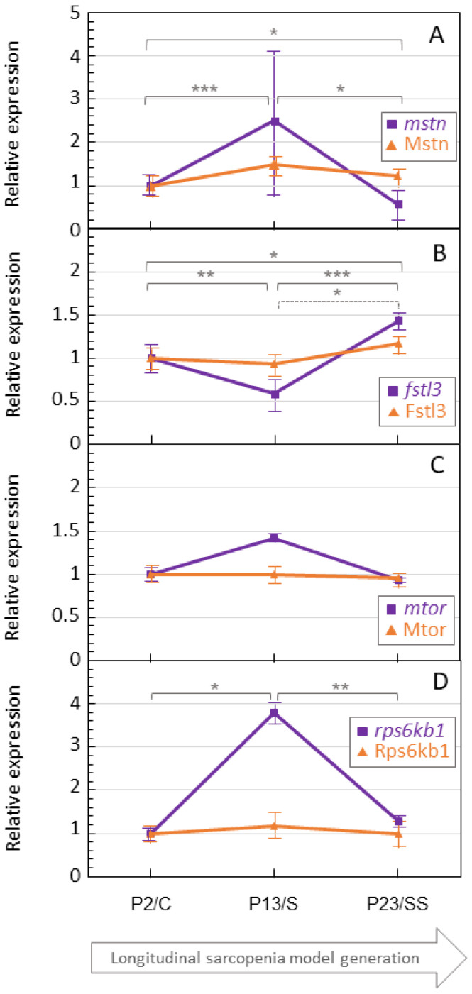 The Non-Linear Profile of Aging: U-Shaped Expression of Myostatin, Follistatin and Intermediate Signals in a Longitudinal In Vitro Murine Cell Sarcopenia Model.