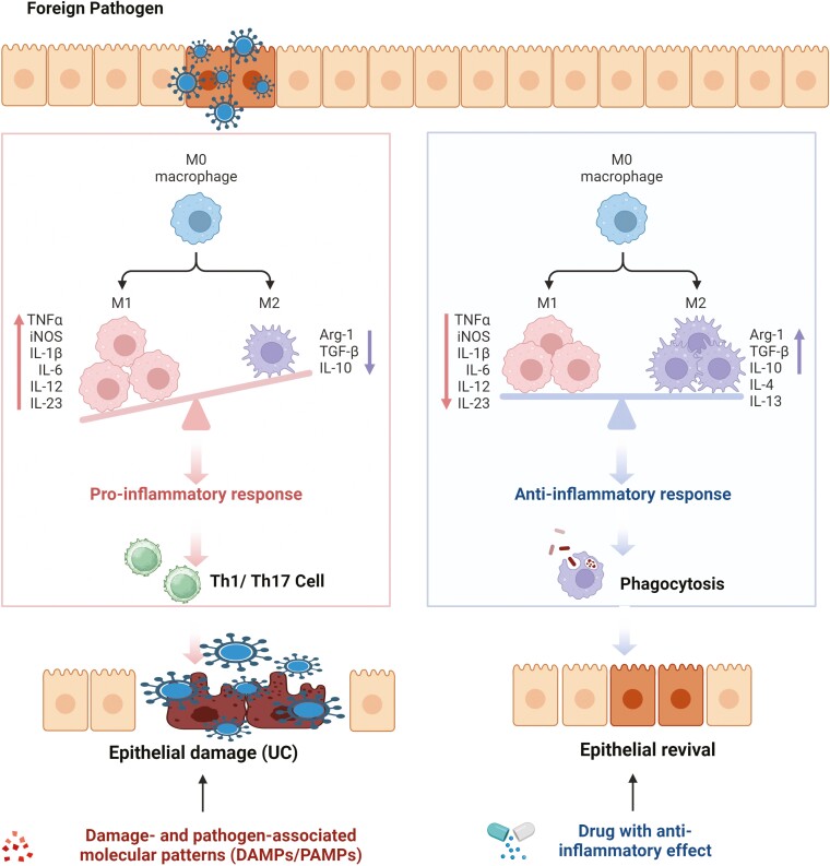 A Future Avenue of Treatment Ulcerative Colitis Targeting Macrophage Polarization: A Phytochemical Application.