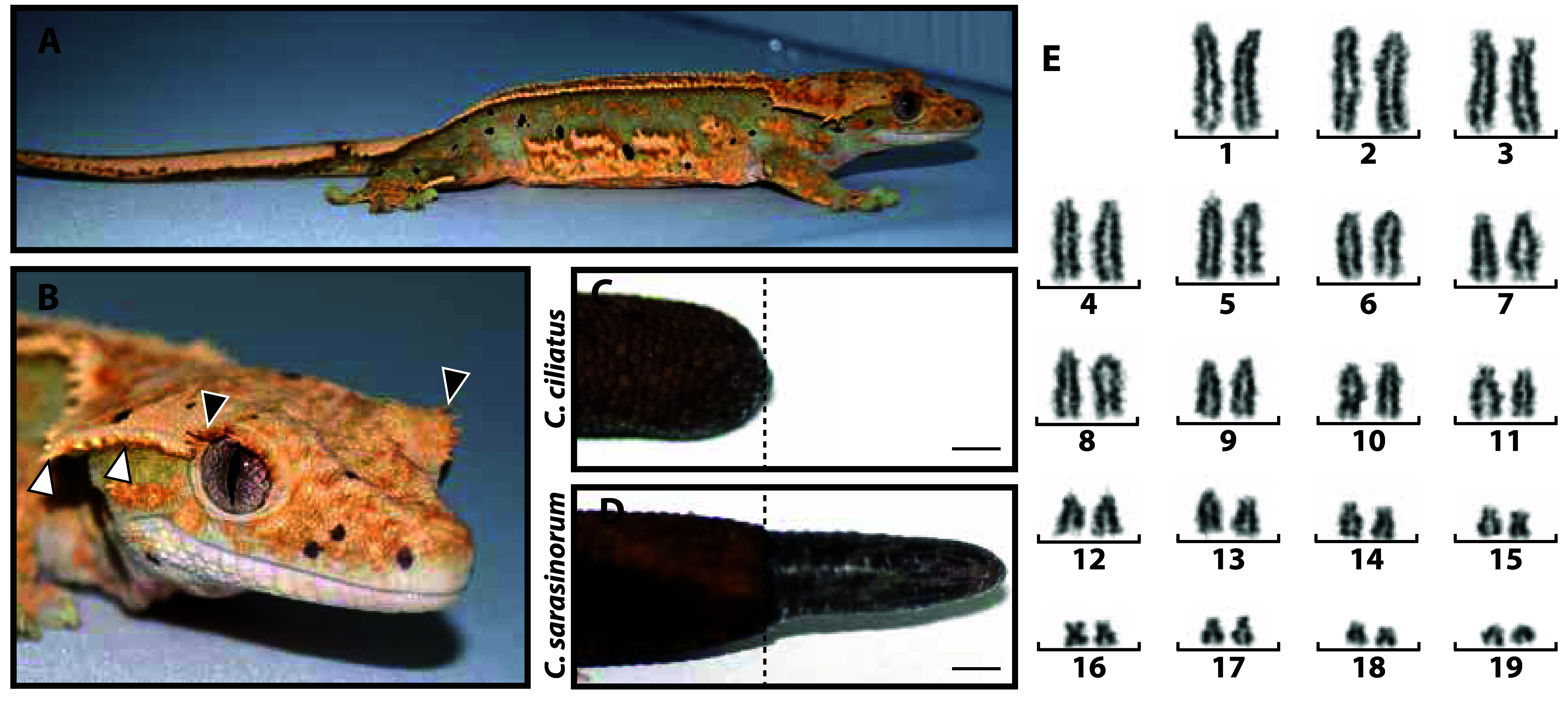 Chromosome-level genome assembly and annotation of the crested gecko, <i>Correlophus ciliatus</i>, a lizard incapable of tail regeneration.