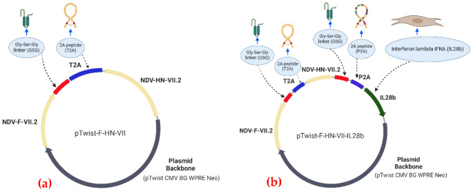 Development of a genotype-matched Newcastle disease DNA vaccine candidate adjuvanted with IL-28b for the control of targeted velogenic strains of Newcastle disease virus in Africa.