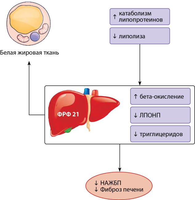 [Non-classical hormones from the fibroblast growth factor family].