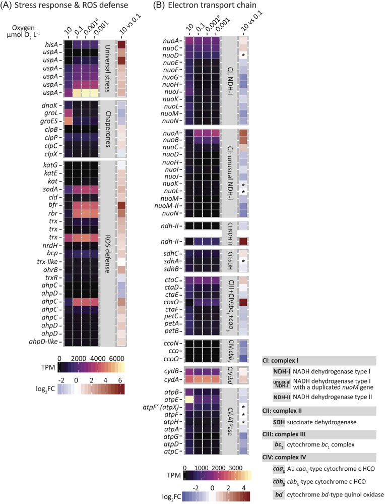 A respiro-fermentative strategy to survive nanoxia in Acidobacterium capsulatum.
