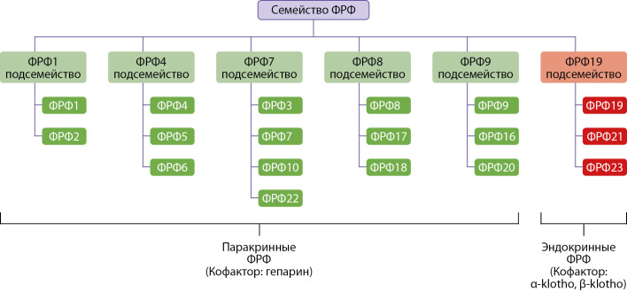 [Non-classical hormones from the fibroblast growth factor family].