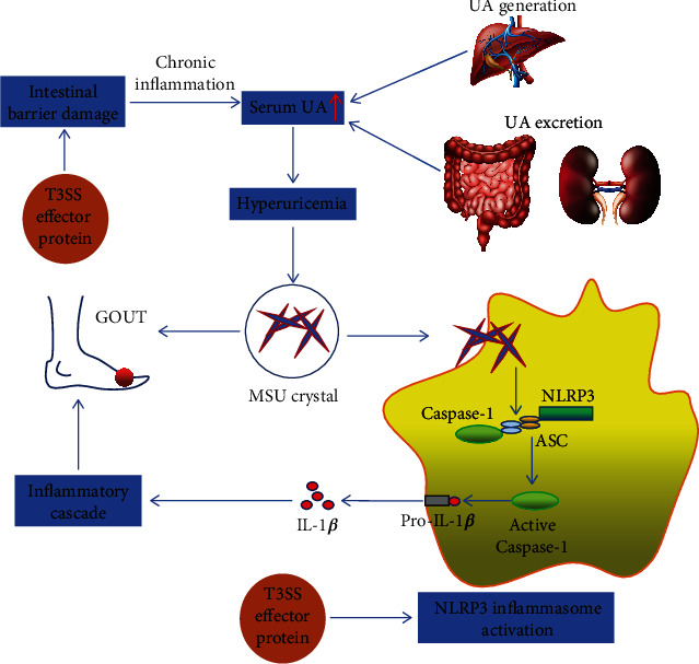 Type III Secretion System in Intestinal Pathogens and Metabolic Diseases.