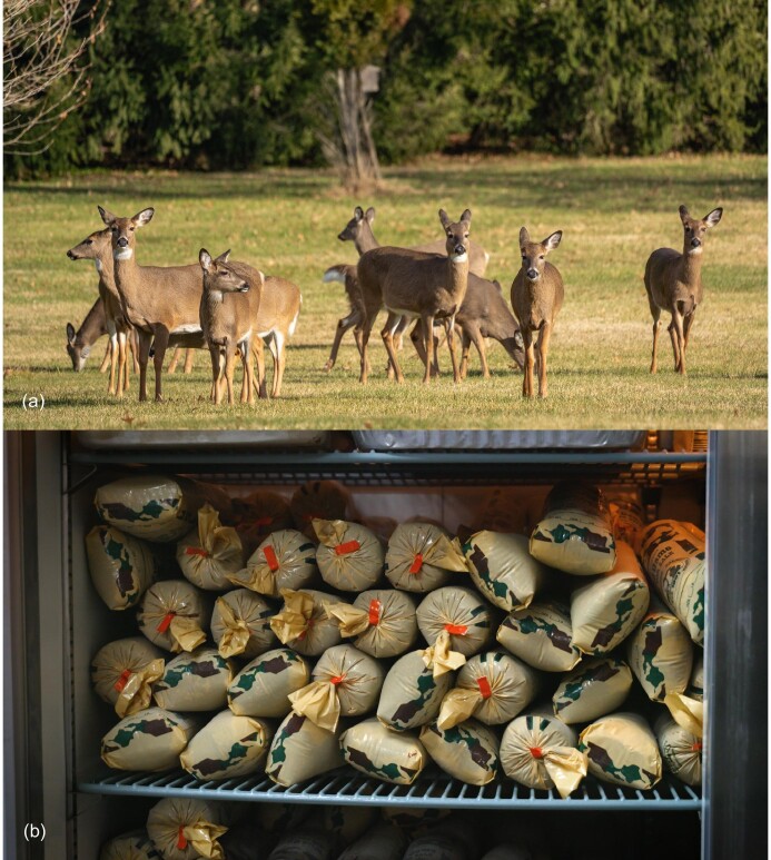 Wild harvests could aid food insecurity and reduce wildlife hyperabundance.