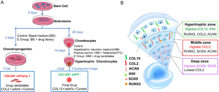 Human cartilage organoids and beyond.