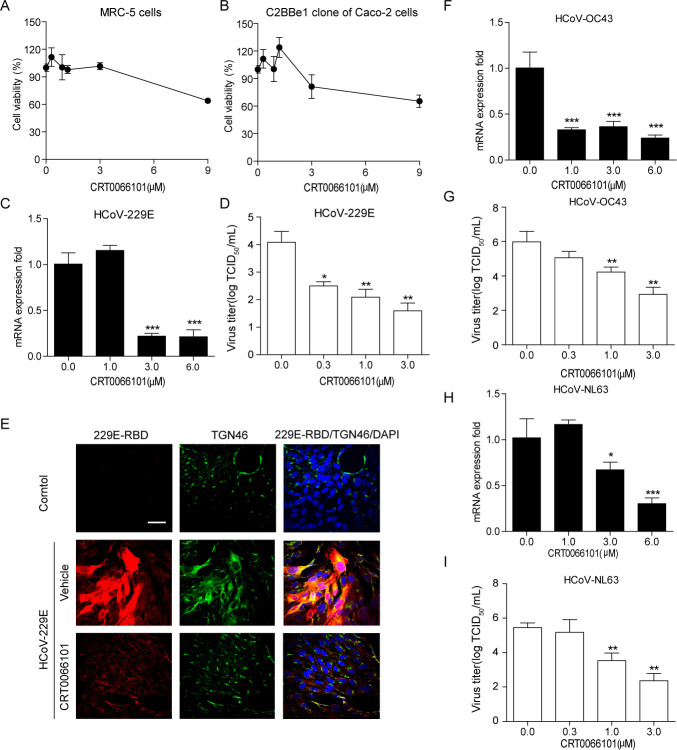 Inhibition of protein kinase D and its substrate phosphatidylinositol-4 kinase III beta blocks common human coronavirus replication.