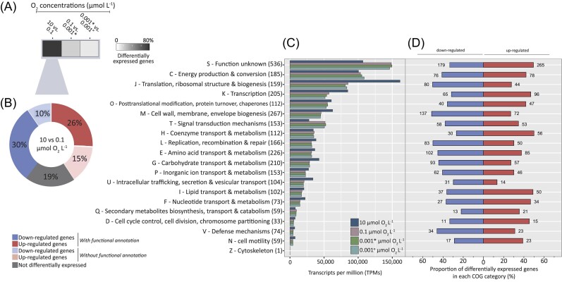 A respiro-fermentative strategy to survive nanoxia in Acidobacterium capsulatum.