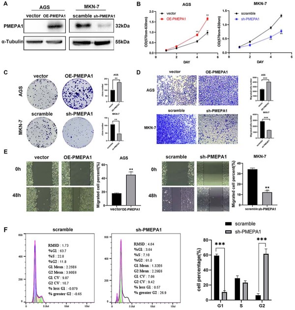 PMEPA1 promotes gastric cancer cell proliferation by regulating the ubiquitin-mediated degradation of 14-3-3σ and promoting cell cycle progression.