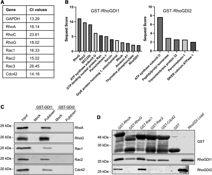 RhoGDI in RBL-2H3 cells acts as a negative regulator of Rho GTPase signaling to inhibit granule exocytosis.