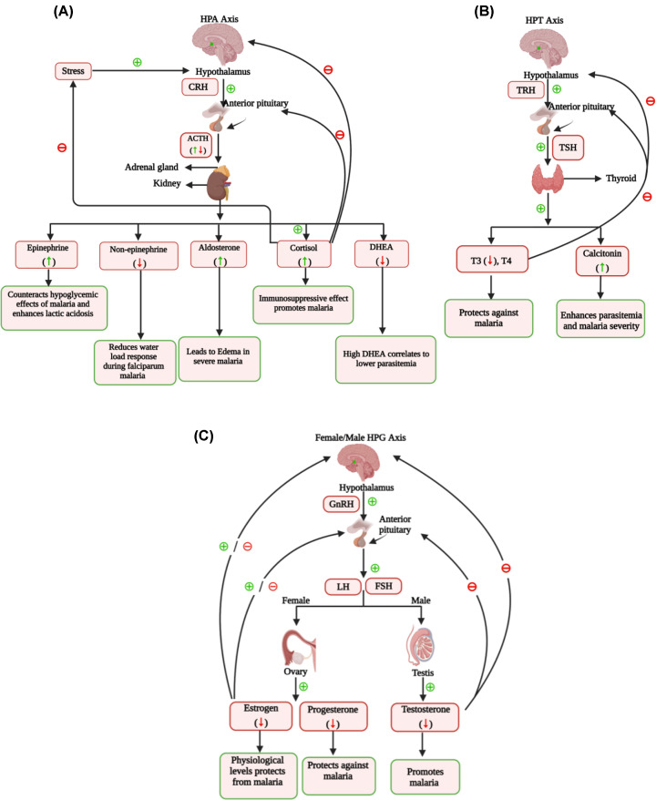 Hormones in malaria infection: influence on disease severity, host physiology, and therapeutic opportunities.